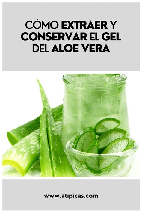 Cómo extraer y conservar el gel del Aloe vera Áloe Aloe vera