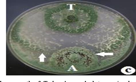 Figure From Antagonism Capability In Vitro Of Trichoderma Harzianum