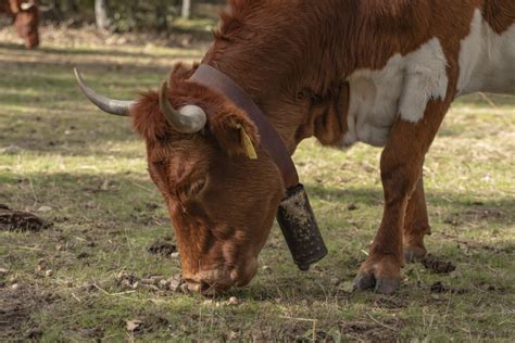 C Mo Es La Alimentaci N De Las Vacas Procesos Y Tipos