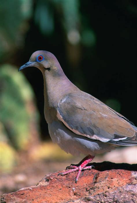 White Winged Dove Fws Gov