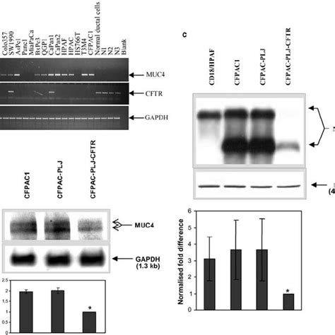 Transcriptional Activity Of MUC4 Promoter Deletion Mutants In CFPAC1