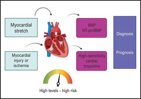 Sbc Sociedade Brasileira De Cardiologia