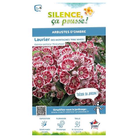 Laurier Des Montagnes Pinkwheel Cm De Plantes Silence A Pousse