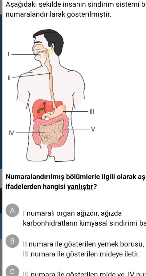 fen bilimleri 6 sinif sindirim sistemi eba cevabı bironci sorusu fotoda