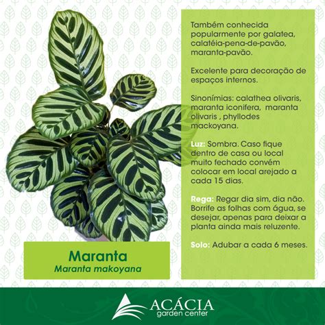 Plantas Ind Genas E Seus Significados Revoeduca