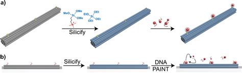 Schematic Illustration Displaying The Assessment Of SsDNA Handle