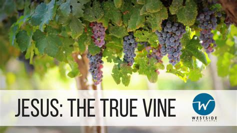 Jesus Is The True Vine