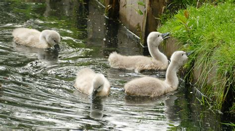 Cisne Mudo Cygnus Anatidae Foto Gratis En Pixabay Pixabay