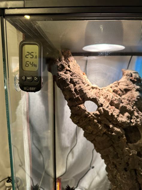 guide to gecko not drinking naturally 1