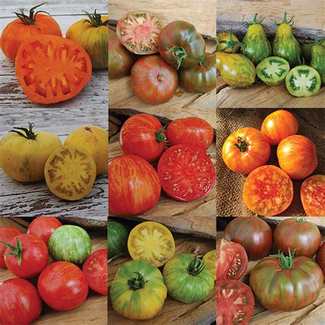 Wild Boar Tomato Collection Wild Boar Series Tomato Seeds Totally