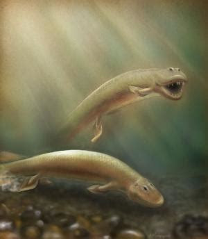 Tiktaalik roseae fossil analysis provides new details on the origin of ...