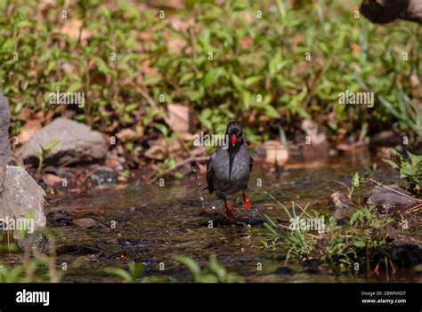 Black Bulbul Hypsipetes Leucocephalus Bird Also Known As The