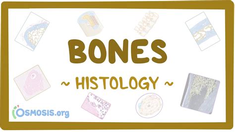 Bones Histology YouTube