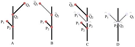 Symmetry Free Full Text Fluctuating Asymmetry Methods Theory And