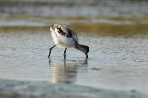 Vroege Vogels Foto Vogels Jonge Kluut