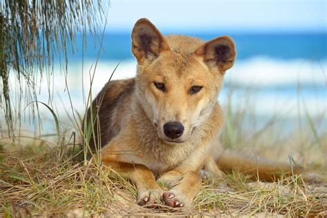 Our Awesome 4 Day Fraser Island (K'gari) Camping Trip: Dingoes Visit ...