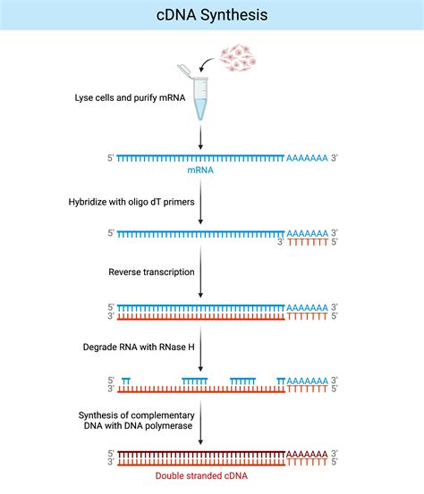 Cdna Synthesis