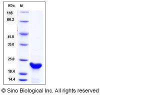 Human SIRP Alpha CD172a Protein ECD His Tag Scientist