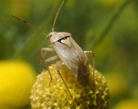 Lygus Bugs From South Mountain Village Phoenix Az Usa On May