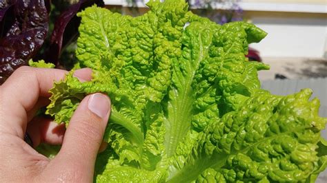 The Early Signs Of Bolting Lettuce How To Tell When Your Lettuce Has