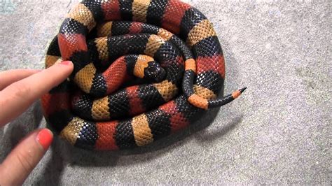 Pueblo milksnake - ladegfi