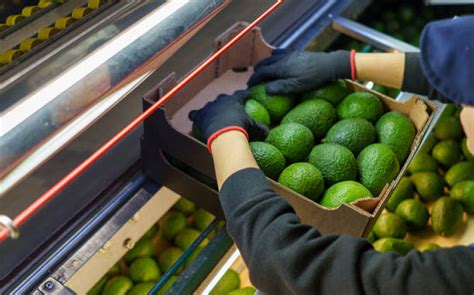 Ken Salazar reanuda exportación de aguacate y mango de Michoacán a EU