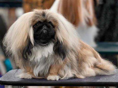 Guía De Corte De Pelo De Un Shih Tzu Paso A Paso Materiales Etc