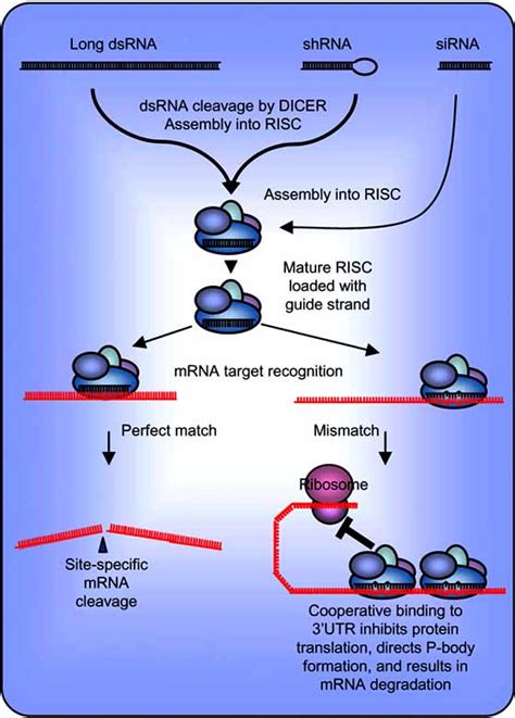 Mechanism Of Rnai Rna Interference Is Initiated When Dsrna Is