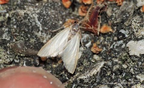 I Nostri Insetti Particolari Acentria Ephemerella Una Falena