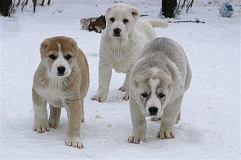 Kangal Puppies - Puppy Dog Gallery