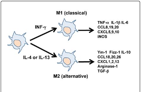 Implications Of Macrophage Polarization In Autoimmunity 47 OFF