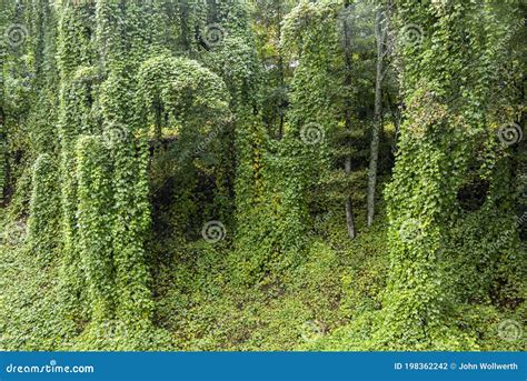 Relationship Between Kudzu And The Tree It Grows On Eog Mallpsado