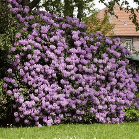 Rhododendron Shrubs for Sale | FastGrowingTrees.com