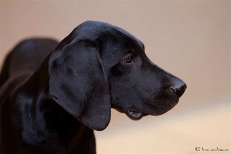 German Shorthaired Pointers Black