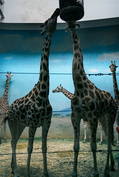 Are Zoos Immoral? - The New York Times