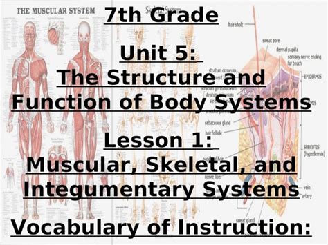 PPT 7th Grade Unit 5 The Structure And Function Of Body Systems