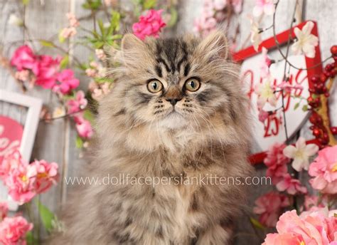 Brown Tabby Persian Hi Res Stock Photography And Images 60 Off