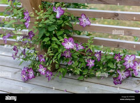 Pernille Purple Clematis Italiensk Klematis Clematis Viticella