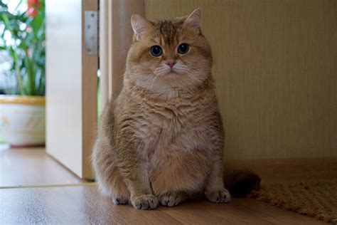 Милые толстые котики - картинки и фото koshka.top