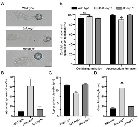 Ijms Free Full Text Nucleosome Assembly Protein 1 Nap1 Is