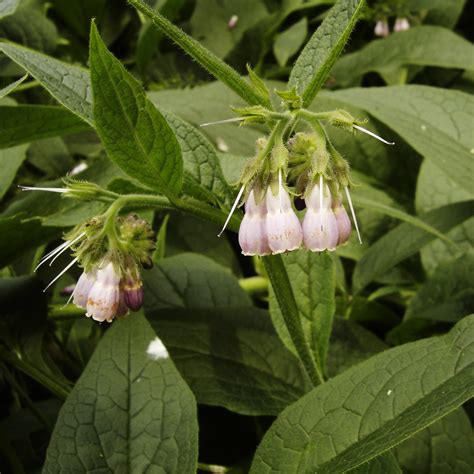 Comfrey Flower Essence Flower Essences Flower Remedies Tree Frog Farm