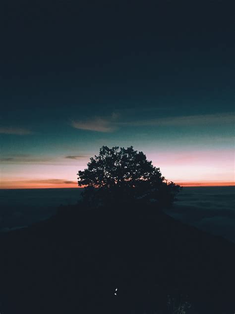 Silhouette of tree, Tree, Hill, Sunset HD wallpaper | Wallpaper Flare