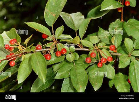 Sargents Crabapple Malus Sargentii Fruiting Branch Stock Photo Alamy