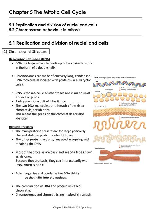 SOLUTION Cambridge AS Level Biology Chapter 5 The Mitotic Cell Cycle