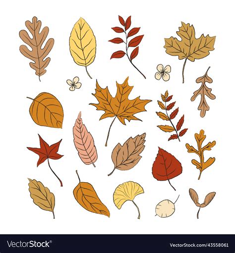 Set Of Different Autumn Leaves Royalty Free Vector Image