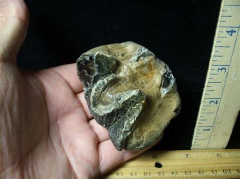 Fossilized Mastodon Molar 062023j The Stones Bones Collection