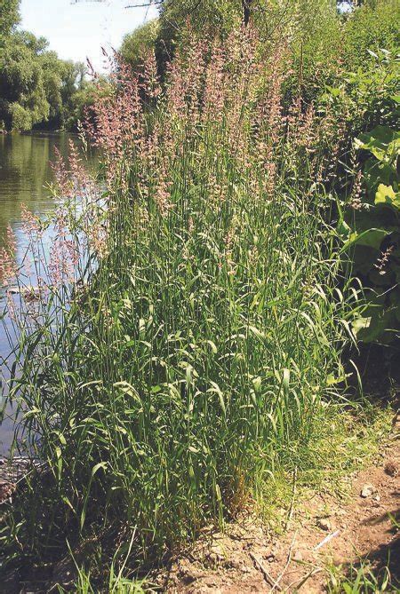 Reed Canary Grass British Wild Flower Plants