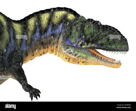 Aucasaurus Fue Un Dinosaurio Terópodo Carnívoro Que Vivió En Argentina Durante El Período