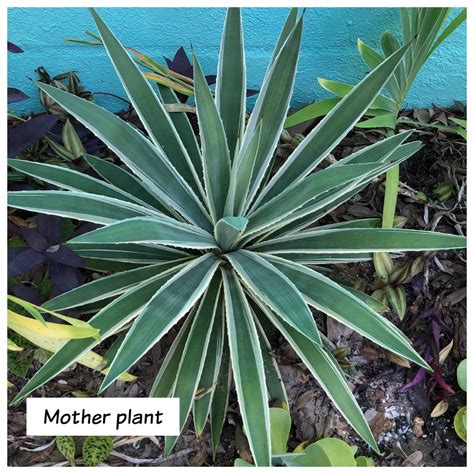 Agave Pup Living Plant Baby Agave Angustifolia Marginata Etsy