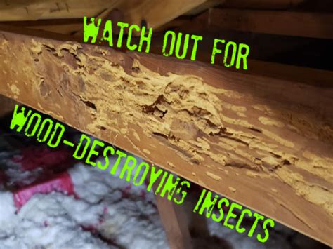 Watch Out For These Signs Of Wood Destroying Insects